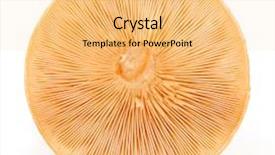  Presentation with mycology - Audience pleasing slide deck consisting of mycology - mushroom isolated on white background backdrop and a yellow colored foreground