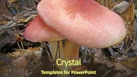  Presentation with mycology - Colorful slide set enhanced with mycology - mushroom tricholomopsis rutilans very beautiful backdrop and a tawny brown colored foreground