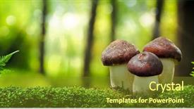  Presentation with mushrooms - Cool new slide deck with mycology - mushrooms growing in forest backdrop and a tawny brown colored foreground