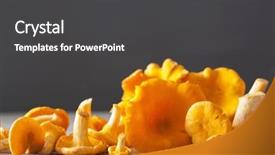  Presentation with mycology - Beautiful theme featuring mycology - raw fresh chanterelle mushrooms backdrop and a  colored foreground
