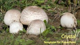  Presentation with mycology - Amazing presentation design having mycology - ripe field mushroom backdrop and a tawny brown colored foreground