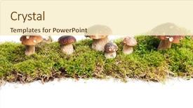  Presentation with mycology - Beautiful PPT layouts featuring mycology - six mushrooms boletus edulis backdrop and a cream colored foreground