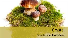  Presentation with mycology - Cool new presentation design with mycology - three mushrooms boletus edulis backdrop and a gold colored foreground