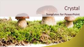  Presentation with mycology - PPT layouts consisting of mycology - three mushrooms boletus edulis background and a lemonade colored foreground