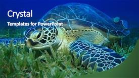  Presentation with turtle - Slide deck featuring mydas feeding on sea grass background and a navy blue colored foreground