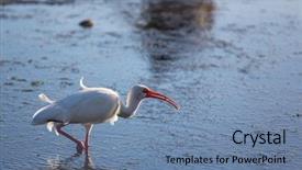  Presentation with pond - PPT theme having mudflats - white ibis in a shallow background and a seafoam green colored foreground