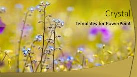  Presentation with forget - Theme consisting of myosotis-close-up background and a gold colored foreground