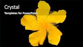  Presentation with black chalkboard vintage blackboard isolated - Presentation theme enhanced with myria - hypericum isolated on black background background and a  colored foreground