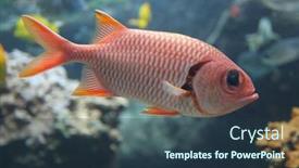  Presentation with maui - Amazing PPT theme having myripristis murdjan red soldierfish in tropical waters maui backdrop and a tawny brown colored foreground