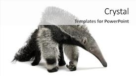  Presentation with old young - Colorful slide deck enhanced with myrmecophaga tridactyla 3 months old backdrop and a white colored foreground