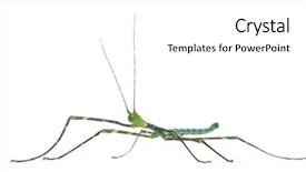 Presentation with insect - Colorful PPT layouts enhanced with myronides sp stick insect backdrop and a white colored foreground