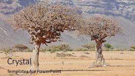  Presentation with family tree - Cool new presentation design with yemen - myrrh tree commiphora myrrha is backdrop and a coral colored foreground