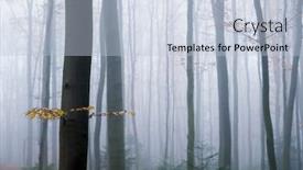  Presentation with dark forest landscape - Colorful theme enhanced with mysterious-dark-beech-forest backdrop and a light blue colored foreground