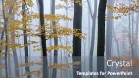  Presentation with dark forest landscape - Audience pleasing slides consisting of mysterious-dark-beech-forest backdrop and a gray colored foreground
