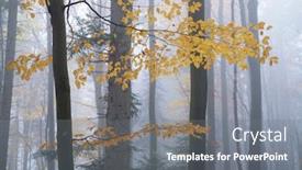  Presentation with dark forest landscape - PPT theme with mysterious-dark-beech-forest background and a gray colored foreground