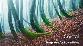  Presentation with green forest morning - Audience pleasing slide set consisting of mysterious-forest-with-dark-beech backdrop and a tawny brown colored foreground
