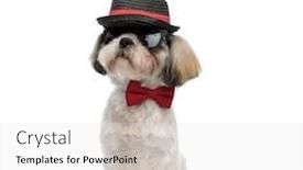  Presentation with puppy - Slide deck having mysterious-shih-tzu-puppy-wearing background and a white colored foreground