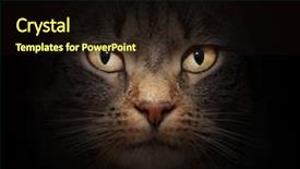  Presentation with cat - PPT theme featuring mysteruous animal - cat face with beautiful eyes background and a wine colored foreground
