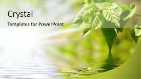  Presentation with mystic - PPT theme having mystic forest - green leaves and sun light background and a mint green colored foreground