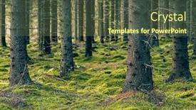  Presentation with dark forest landscape - Theme enhanced with mystical-pine-and-fir-trees background and a tawny brown colored foreground