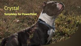  Presentation with upwards - Audience pleasing presentation consisting of mystified amstaff curiously looking upwards while sitting on outdoor background backdrop and a tawny brown colored foreground