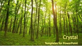  Presentation with green forest morning - Slide set enhanced with mythical - beautiful morning green forest background and a tawny brown colored foreground