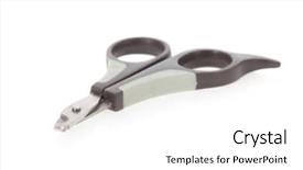  Presentation with dogs cats - Slides consisting of cats or small dog background and a white colored foreground