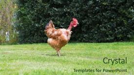  Presentation with free for fungus - Amazing slide deck having naked neck chicken as free backdrop and a  colored foreground