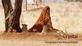  Presentation with african lion in kruger national - Cool new presentation theme with name panthera leo or simba backdrop and a coral colored foreground