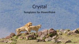  Presentation with scientific - Colorful PPT layouts enhanced with name panthera leo or simba backdrop and a  colored foreground