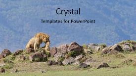  Presentation with lions - Presentation theme enhanced with name panthera leo or simba background and a  colored foreground