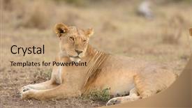  Presentation with scientific - Beautiful PPT theme featuring name panthera leo or simba backdrop and a coral colored foreground