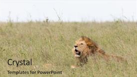  Presentation with male lion - Colorful theme enhanced with name panthera leo or simba backdrop and a coral colored foreground