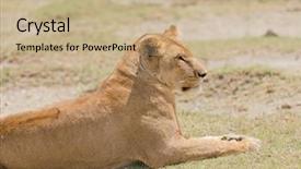  Presentation with scientific 3d rendering - Cool new PPT layouts with name panthera leo or simba backdrop and a coral colored foreground