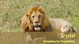  Presentation with scientific - PPT theme with name panthera leo or simba background and a  colored foreground