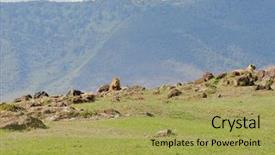  Presentation with african lion in kruger national - Audience pleasing presentation design consisting of name panthera leo or simba backdrop and a  colored foreground
