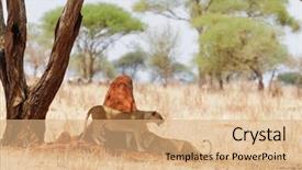 Presentation with african lion in kruger national - PPT theme featuring name panthera leo or simba background and a  colored foreground