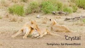  Presentation with name - Colorful PPT layouts enhanced with name panthera leo or simba backdrop and a coral colored foreground