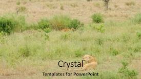  Presentation with scientific - Slides having name panthera leo or simba background and a  colored foreground