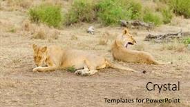  Presentation with name - PPT layouts featuring name panthera leo or simba background and a  colored foreground