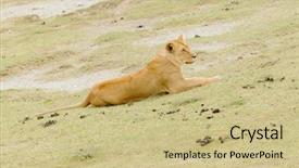  Presentation with scientific - Theme enhanced with name panthera leo or simba background and a soft green colored foreground