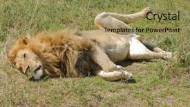 Presentation with landscapes of savanna serengeti tanzania - Theme featuring name panthera leo or simba background and a yellow colored foreground