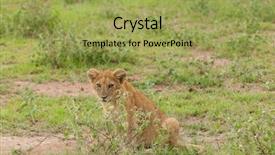  Presentation with landscapes of savanna serengeti tanzania - PPT theme having name panthera leo or simba background and a yellow colored foreground