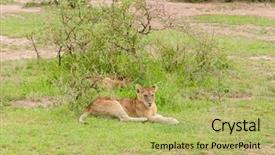  Presentation with name - Audience pleasing slide set consisting of name panthera leo or simba backdrop and a yellow colored foreground