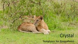  Presentation with scientific - Presentation design featuring name panthera leo or simba background and a yellow colored foreground