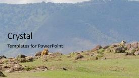  Presentation with scientific - Cool new slide deck with name panthera leo or simba backdrop and a light blue colored foreground