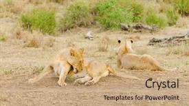  Presentation with scientific - Slide set featuring name panthera leo or simba background and a coral colored foreground