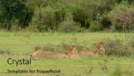  Presentation with scientific - Beautiful slides featuring name panthera leo or simba backdrop and a yellow colored foreground