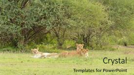  Presentation with intersex pride - Presentation theme having name panthera leo or simba background and a yellow colored foreground
