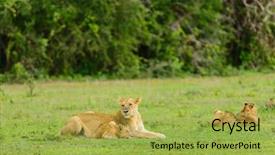 Presentation with scientific - Amazing PPT layouts having name panthera leo or simba backdrop and a yellow colored foreground